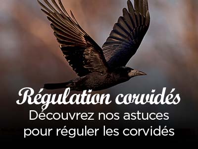 On régule les corvidés !