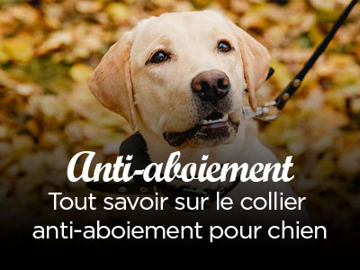 Solution anti-aboiements !