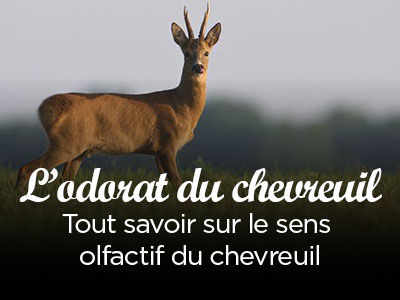 Réalisation d'une poire à talc !