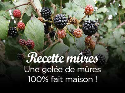 Recette gelée de mûres