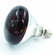 AMPOULE POUR ELEVEUSE 100W