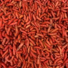 ASTICOTS/GOZZERS/PINKIES VRAC