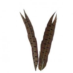 PLUME QUEUE DE FAISAN