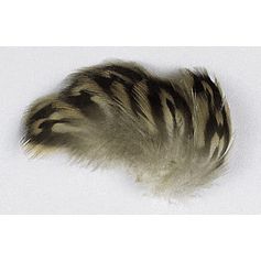 PLUME FLANC DE CANE