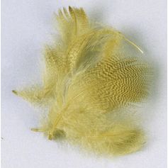 PLUME FLANC DE CANARD D'ÉTÉ