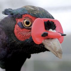 LUNETTE ANTI PIQUAGE