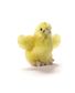PELUCHE POUSSIN 10CM
