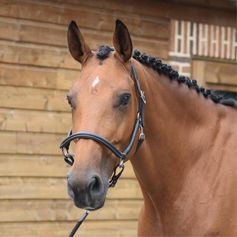 LICOL DE PANSAGE ONE NOISETTE