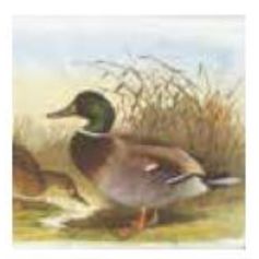 SERVIETTES CANARD