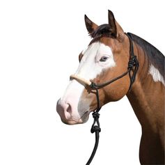 LICOL EN CORDE AVEC CORDE