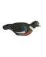 APPELANT PIGEON HD COQUILLE