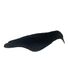 APPELANT CORBEAU COQUILLE FLOQUE