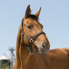 LICOL REFLECTIVE PONEY