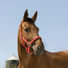 LICOL REFLECTIVE COB