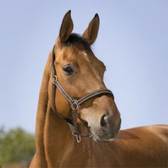 LICOL REFLECTIVE CHEVAL
