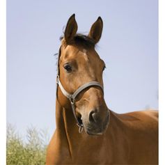 LICOL REFLECTIVE PONEY