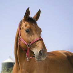 LICOL REFLECTIVE PONEY