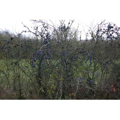 EPINE NOIRE POUR SOL CALCAIRE 1 KG