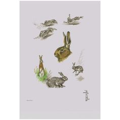 AFFICHE ETUDE LIEVRE 30X40CM
