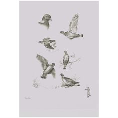 AFFICHE ETUDE PALOMBE 30X40CM