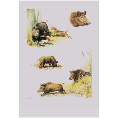 AFFICHE ETUDE SANGLIER 30X40CM