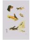AFFICHE ETUDE TECKEL 30X40CM