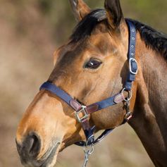 LICOL SMART MARINE NYLON/CUIR