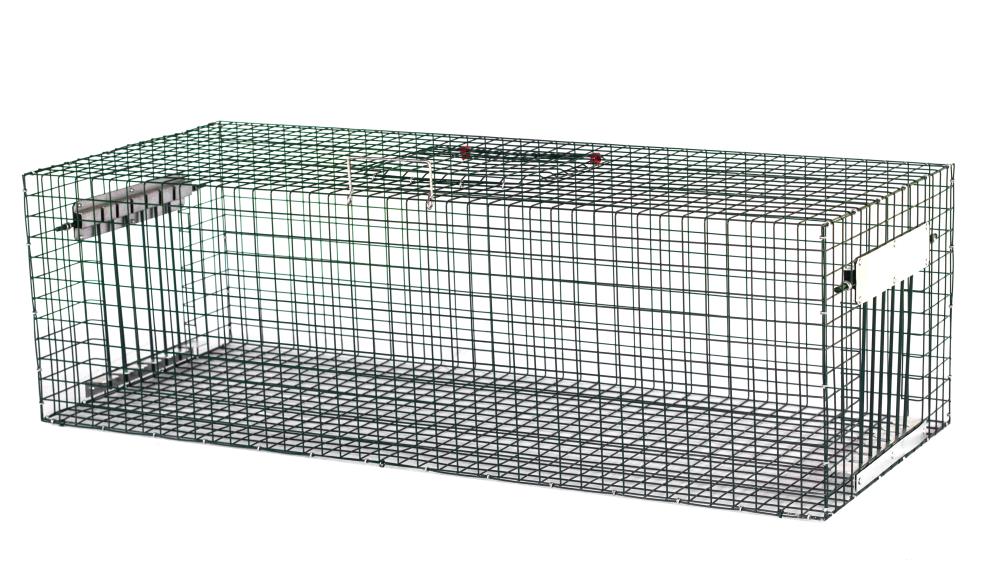 NASSE A PIGEON MULTIPRISE