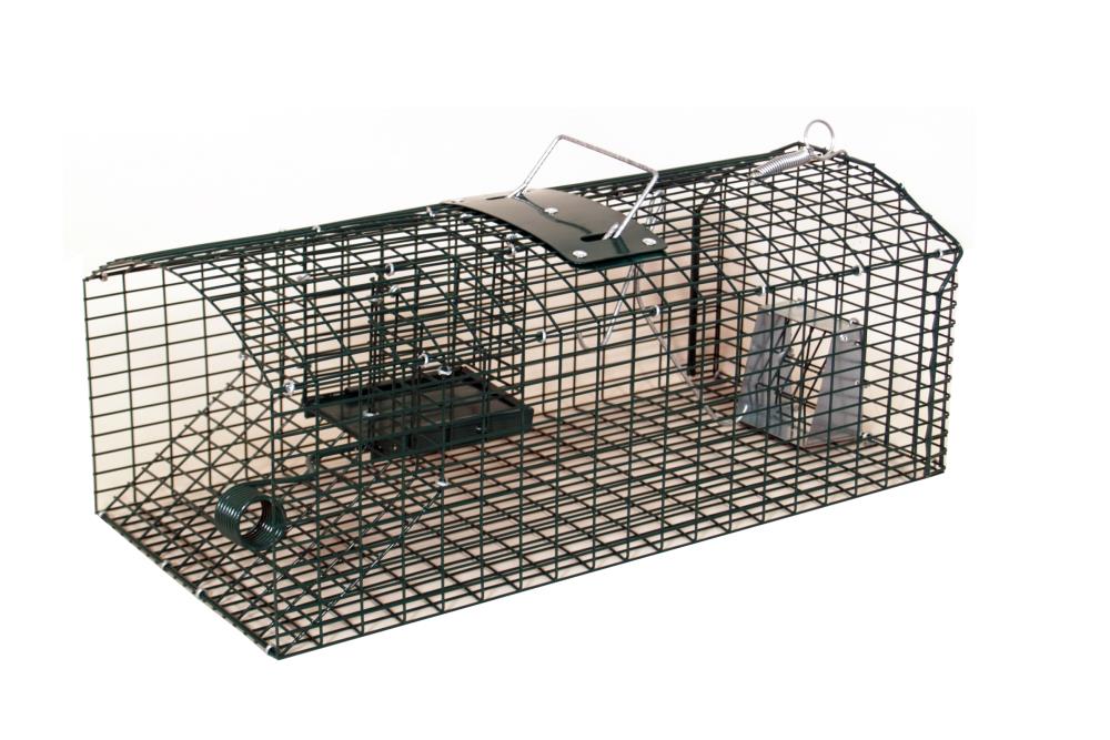 NASSE A RATS MULTIPRISES