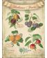 PLAQUE FRUITS GARDEN (V)