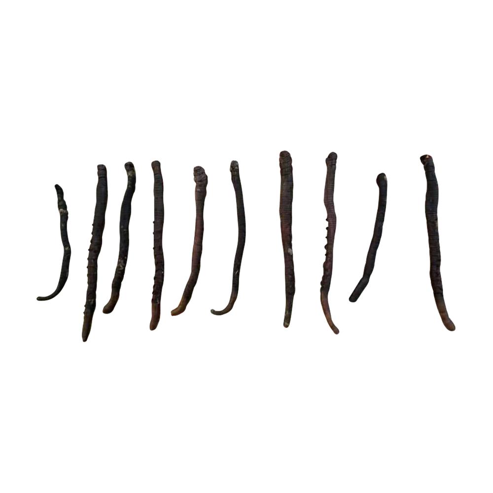 VER ARENICOLE CONGELE