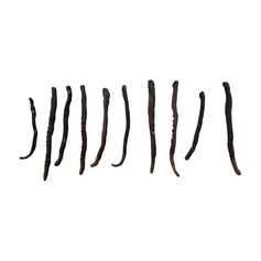 VER ARENICOLE CONGELE