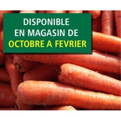 FILET DE CAROTTES 10KG