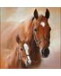 SERVIETTE CHEVAL AVC POULAIN