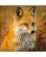 SERVIETTE PORTRAIT RENARD