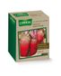 BETTERAVE GEANTE ROUGE 0,25 KG