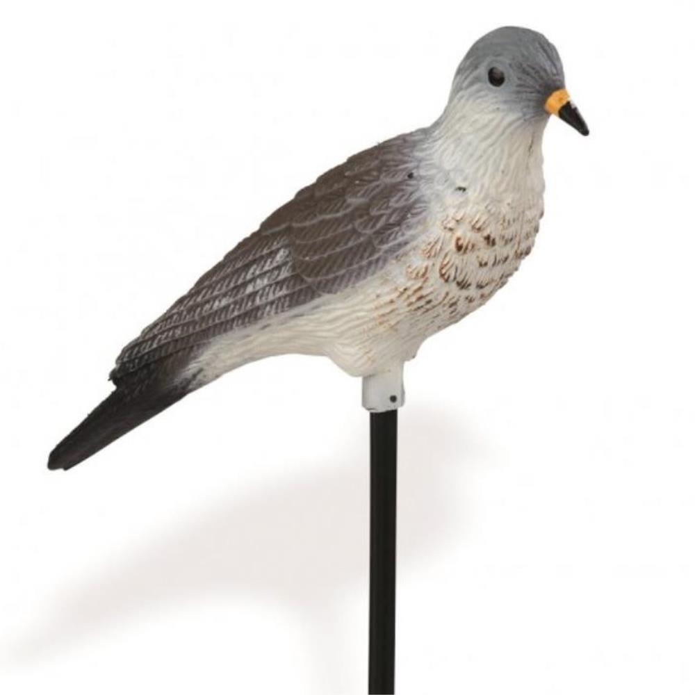 APPELANT GRIVE LITORNE