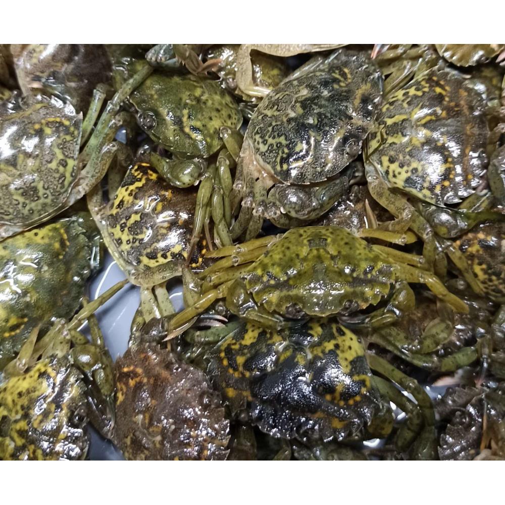 CRABE VERT X1