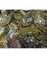 CRABE VERT X1