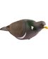 APPELANT PIGEON ULTRA HD PICORANT