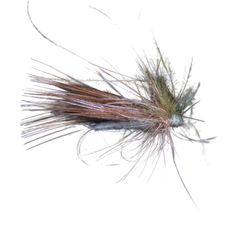 SELECTION BRACCHY H14