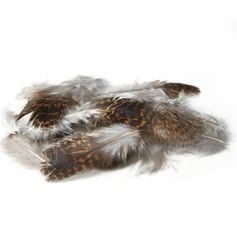 PLUME GROUSE TETRAS