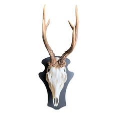 SUPPORT TROPHEE PREMIUM INCLINE CHEVREUIL