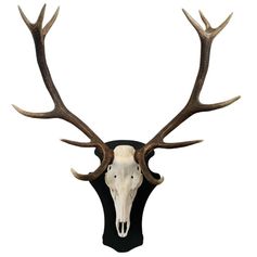 SUPPORT TROPHEE PREMIUM INCLINE CERF