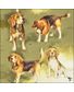 SERVIETTE BEAGLES