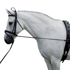 ENRENEMENT EDUCATIF CHEVAL