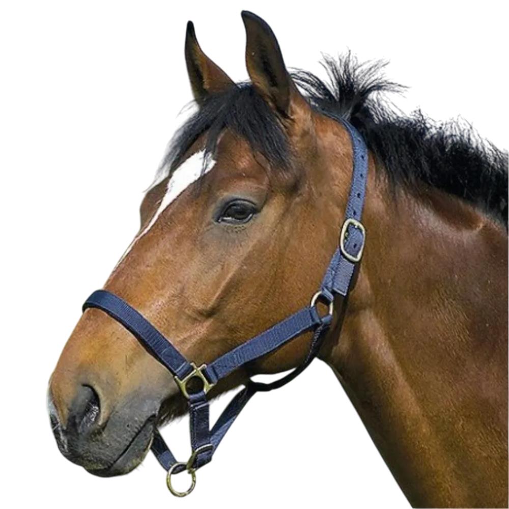 LICOL DOUBLE CUIR CHEVAL DE TRAIT