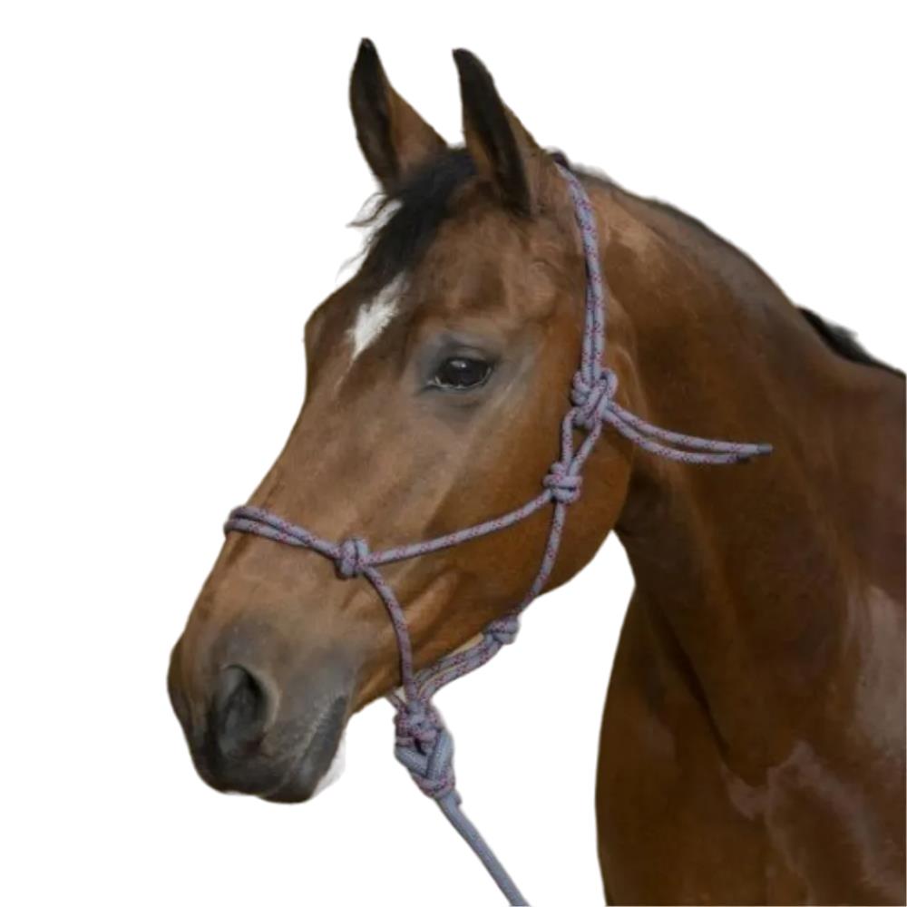 LICOL ETHOLOGIQUE + LONGE