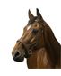 SIDE-PULL CONFORT NORTON PRO CHEVAL
