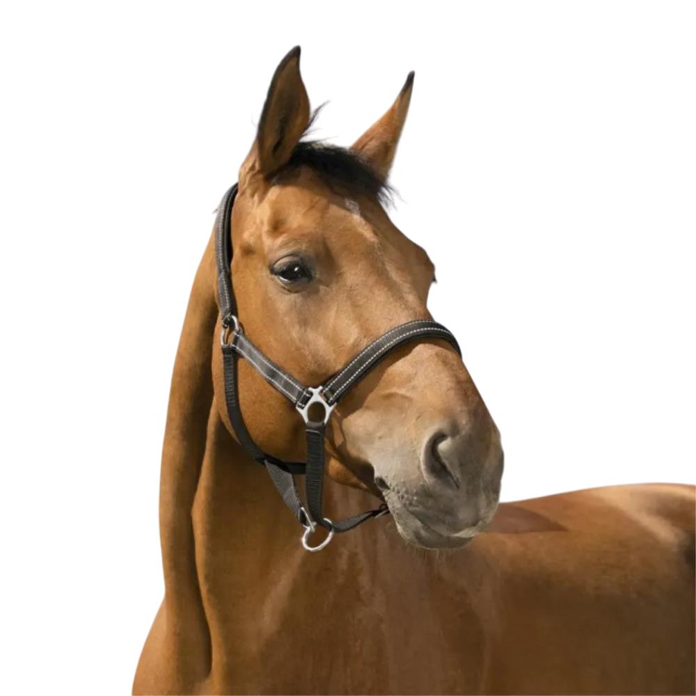 LICOL REFLECTIVE PONEY